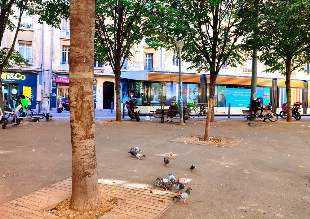 Les pigeons