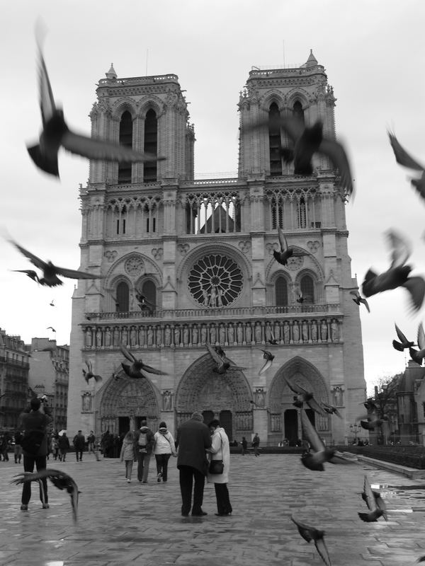 Les pigeons de Paris