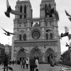 Les pigeons de Paris