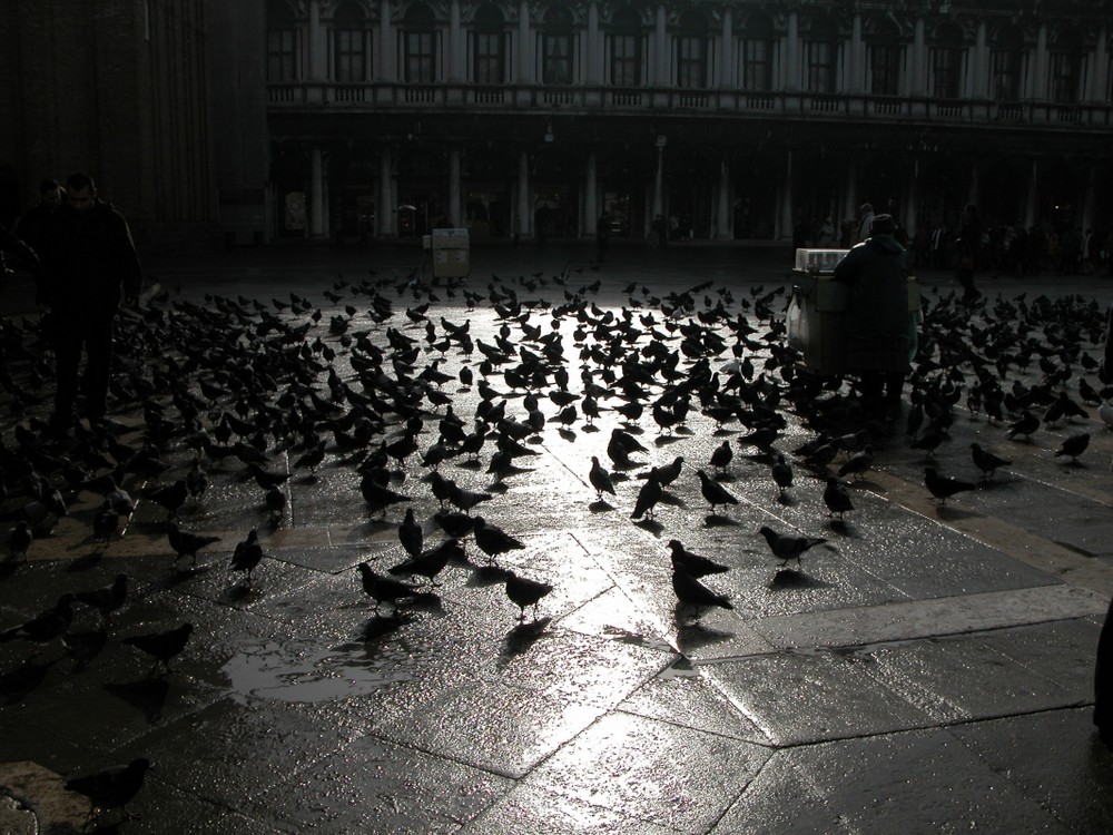 les pigeons de san marco