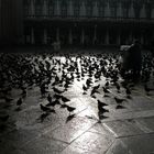 les pigeons de san marco