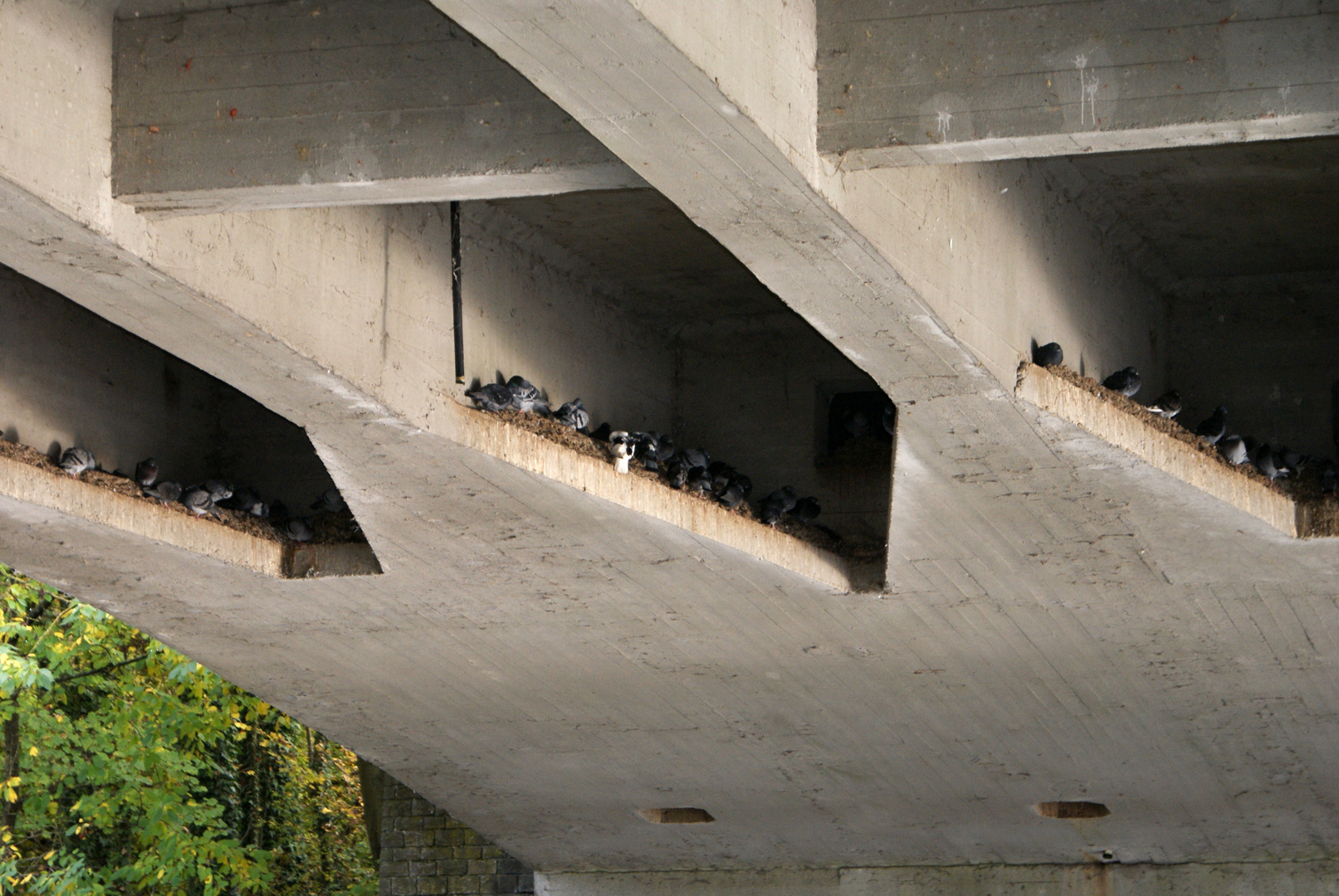 Les pigeons dorment aussi sous les ponts