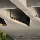 Les pigeons dorment aussi sous les ponts