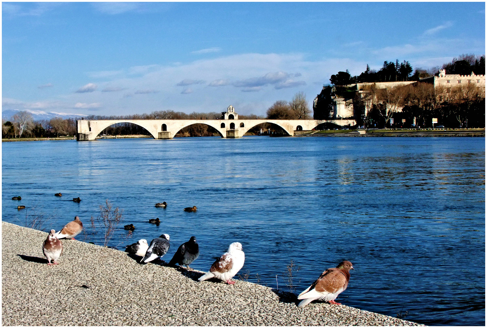 Les pigeons du pont