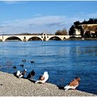 Les pigeons du pont