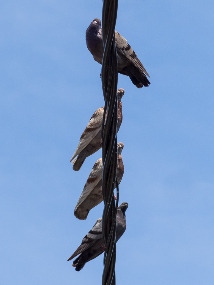 les pigeons qui voulaient ma photo