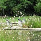 Les pingouins du jardin d'Eugénie