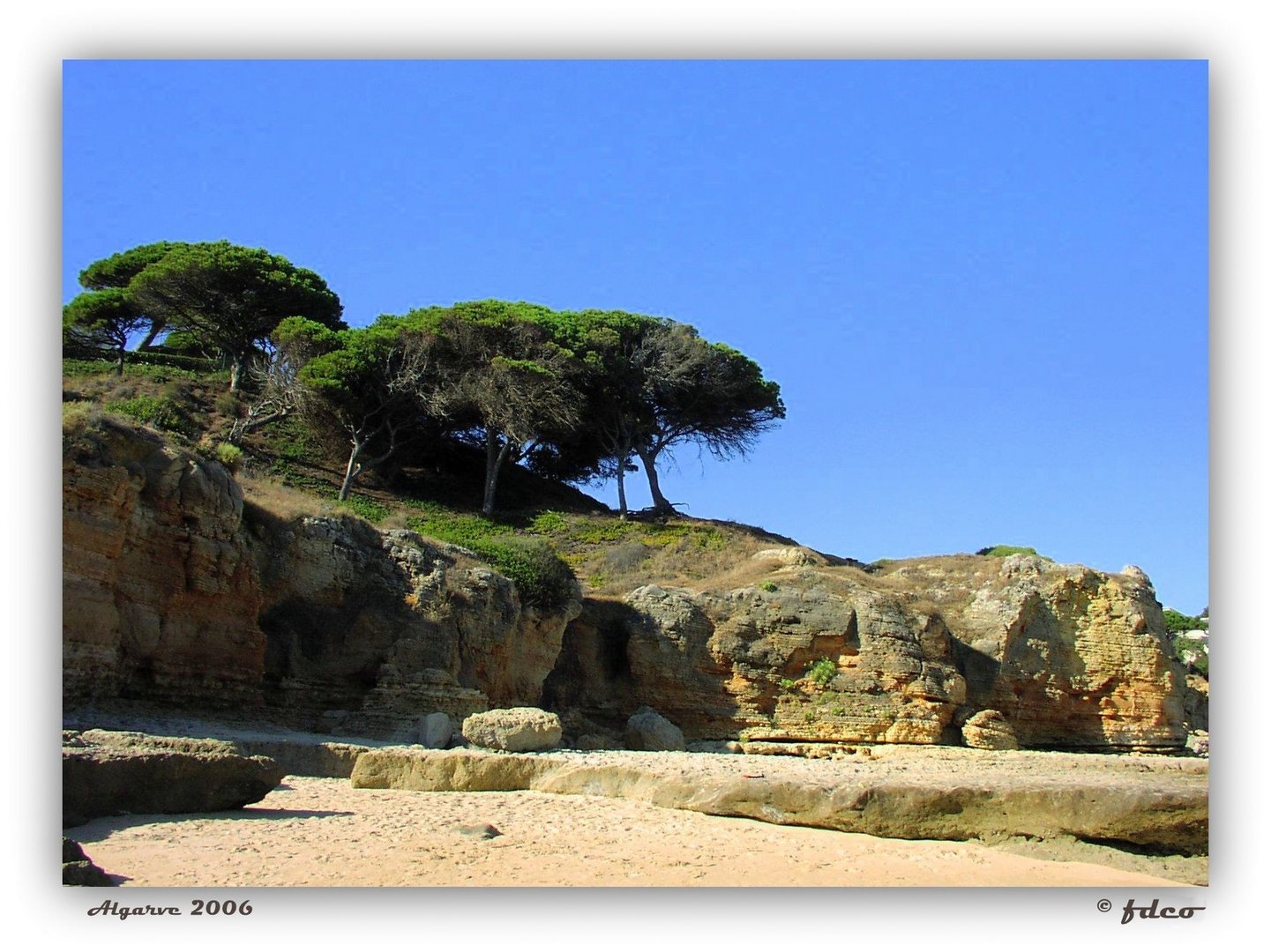 Les Pins à la plage