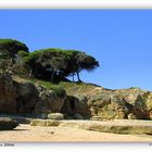 Les Pins à la plage