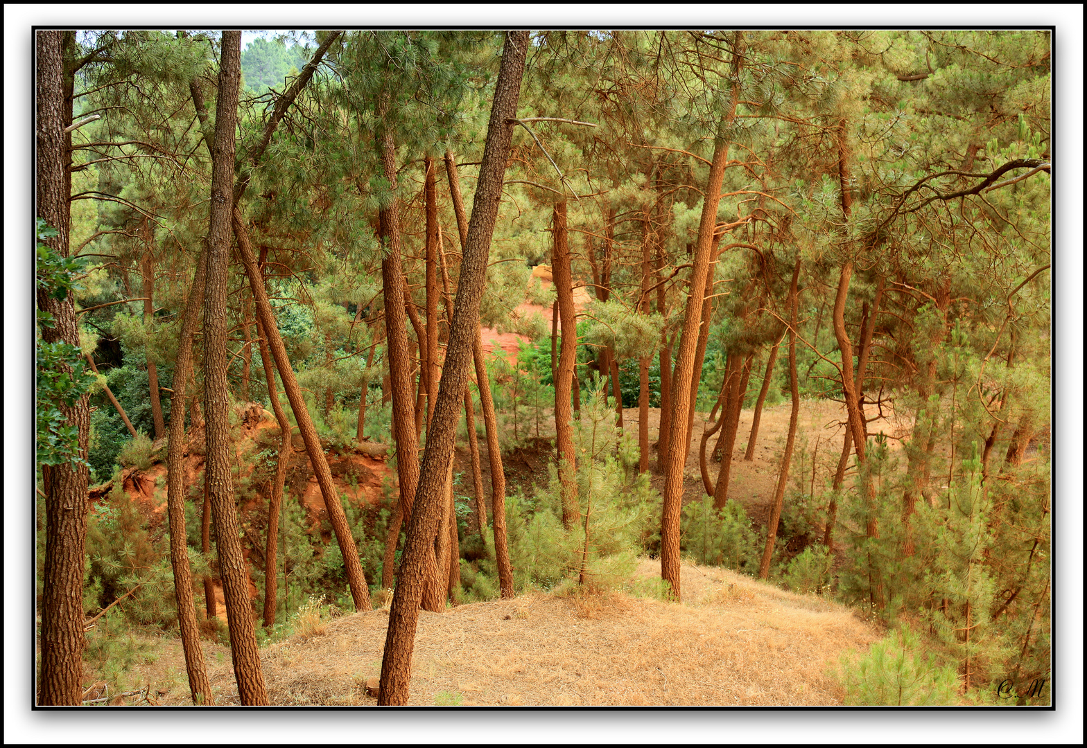 Les pins de Roussillon