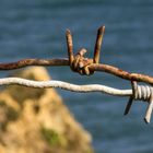 Les piquants de la Pointe du Hoc