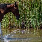 les plaisirs de l'eau.