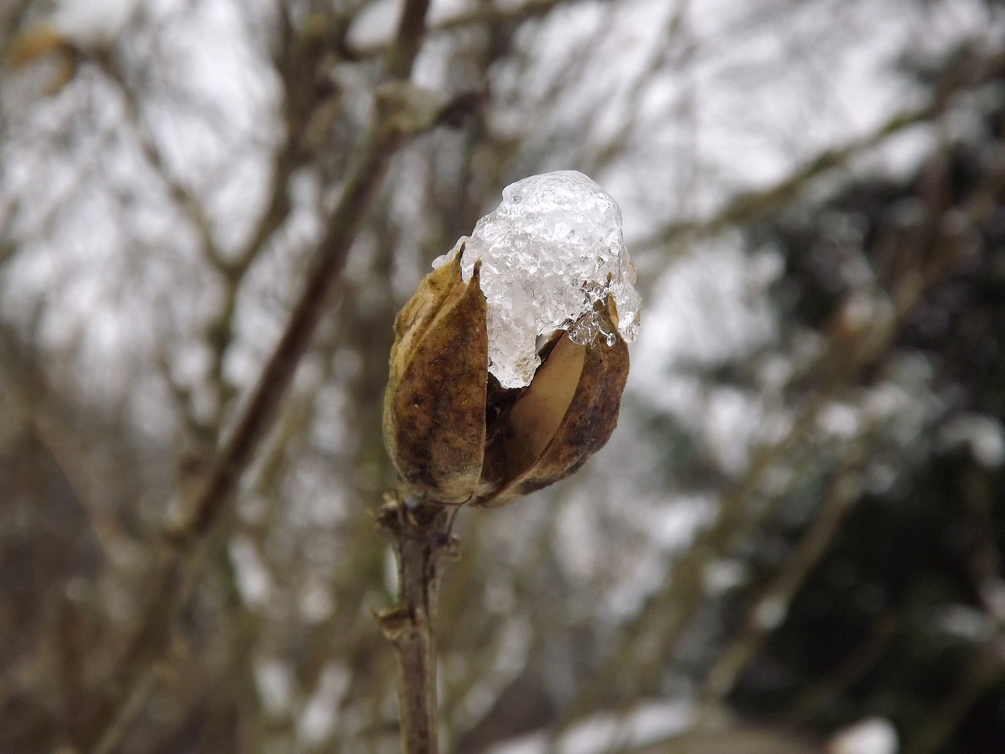 Les plantes croqueuses de glace !