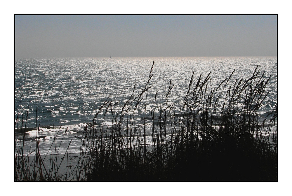 " les plantes de la dune "