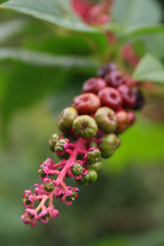 Les plantes du luberons