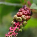 Les plantes du luberons