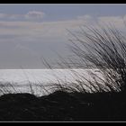 " Les plantes sur la dune "