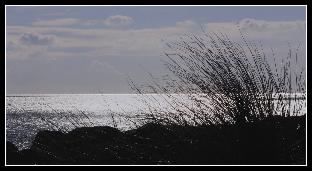 " Les plantes sur la dune "