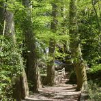 les platanes centenaires et la cascade !!!!