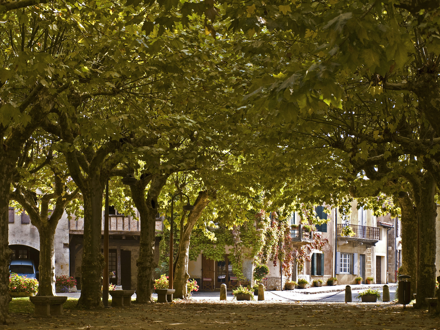 Les platanes de Fourcès