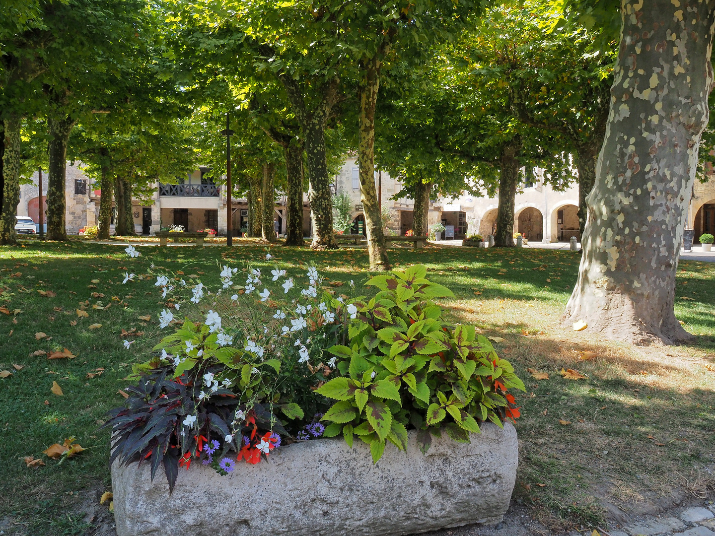 Les platanes de la Place centrale