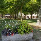 Les platanes de la Place centrale