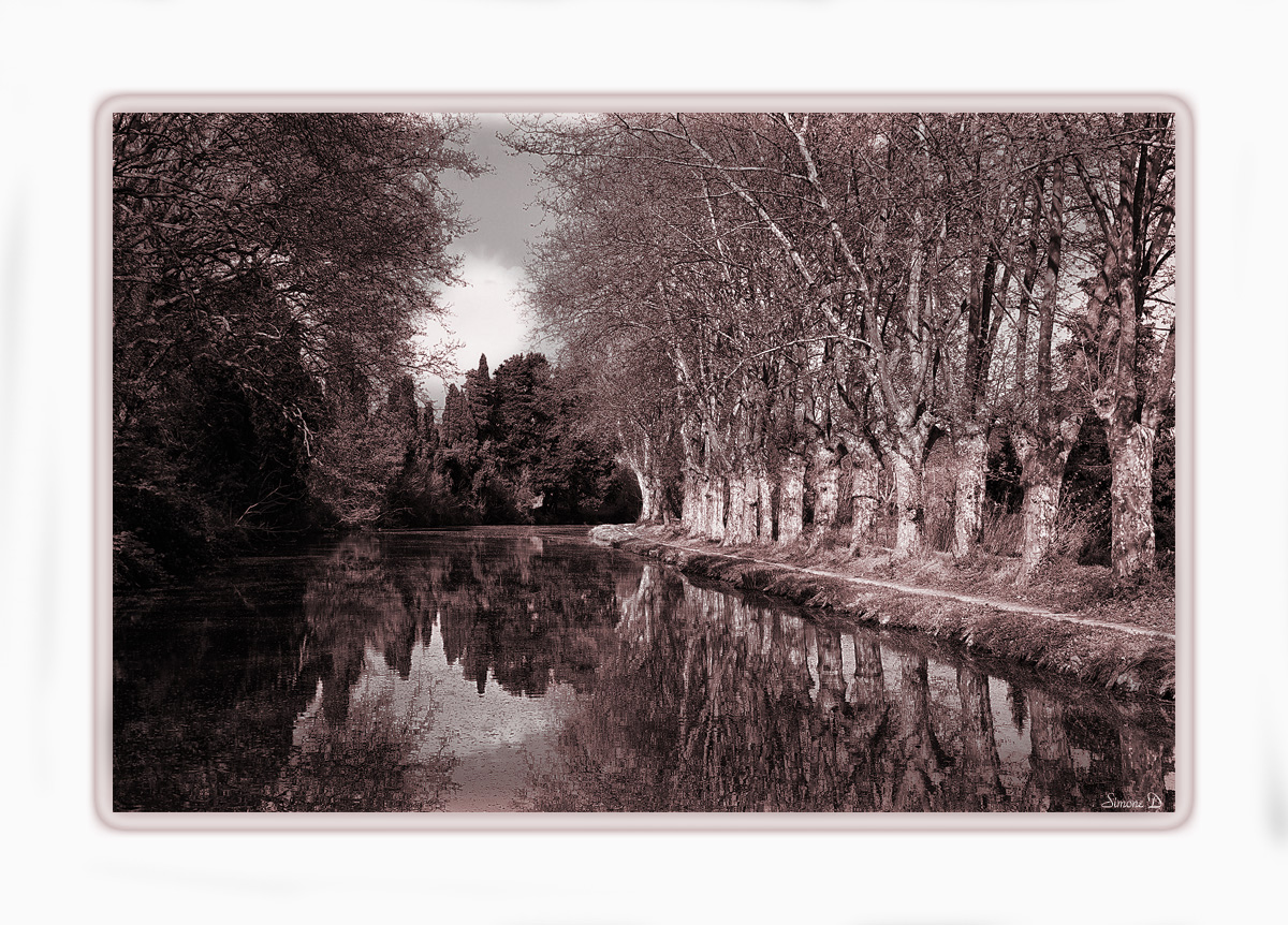 Les platanes du canal du midi .