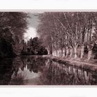 Les platanes du canal du midi .