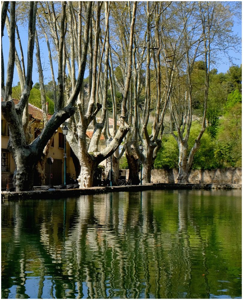 Les platanes