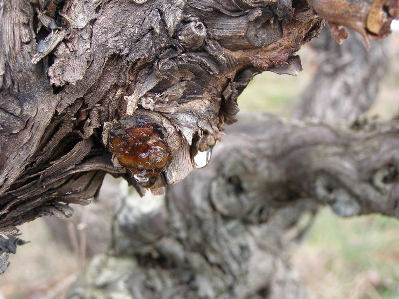 les pleurs de la vigne