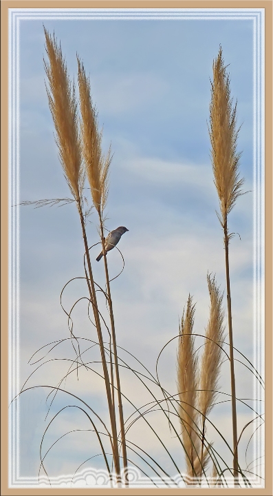 les plumeaux et l'oiseau