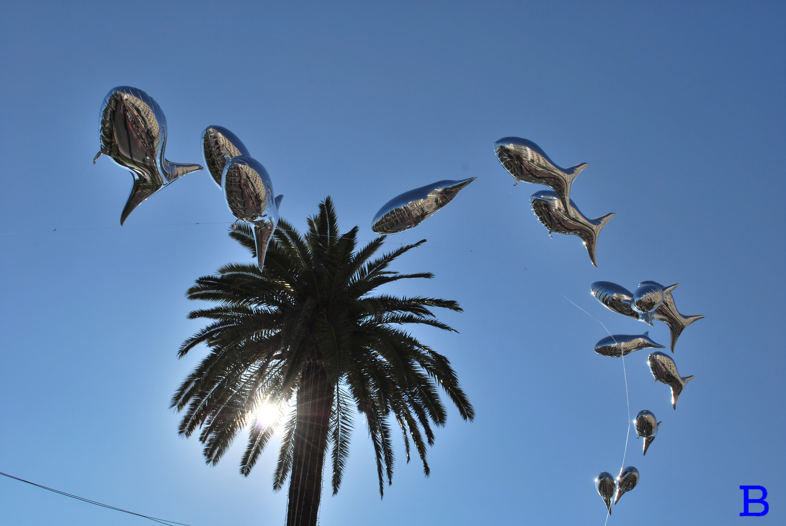 LES POISSONS ARGENTES