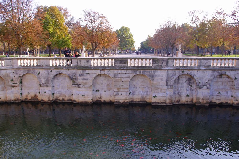 les poissons rouges du bassin