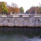 les poissons rouges du bassin