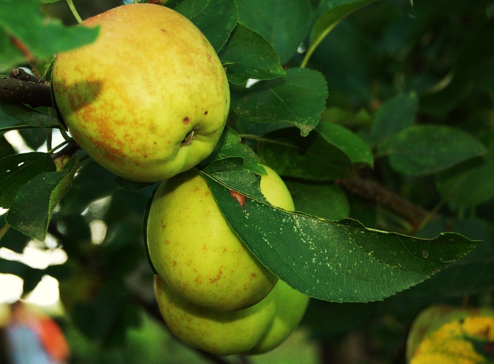 les pommes du péché