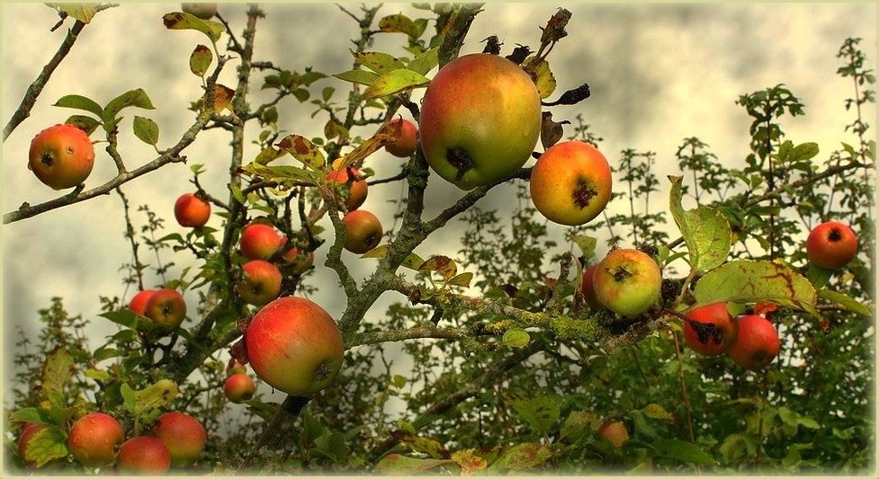 Les pommes mûrissaient