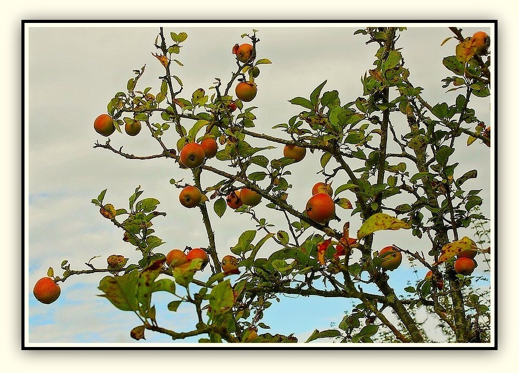 Les pommes rougissent en leur jardin