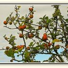 Les pommes rougissent en leur jardin