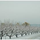 les pommiers sous la neige