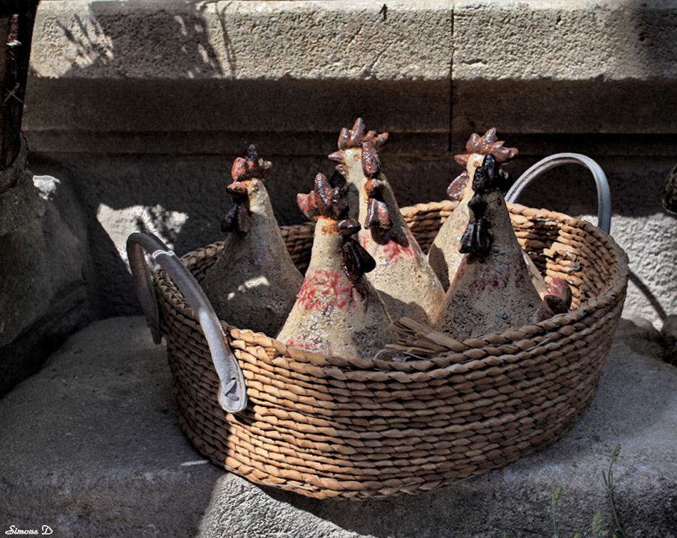 Les poules dans la vitrine