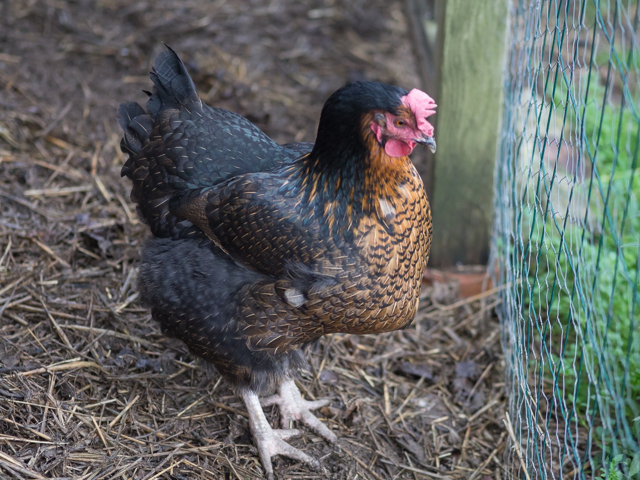les poules n'apprécient pas du tout l'exercice sur les grilles et clôtures