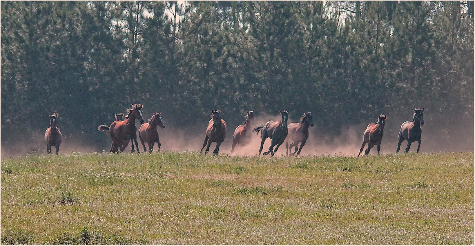 Les pouliches dévalent la prairies.-2