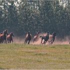 Les pouliches dévalent la prairies.-2