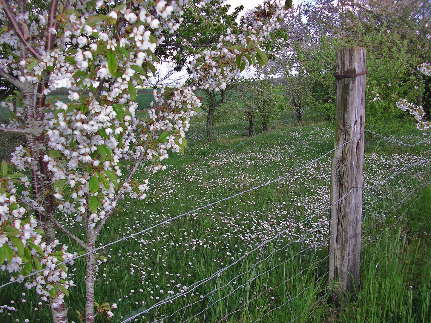 les pâquerettes et le cerisier blancheur nature