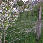 les pâquerettes et le cerisier blancheur nature