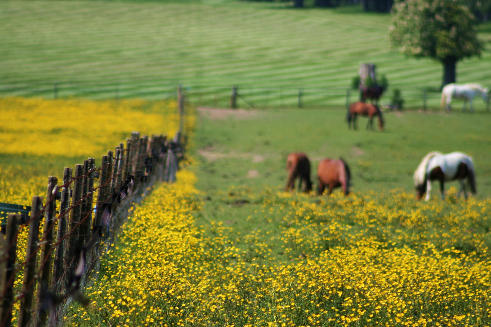 Les prairies du Trianon