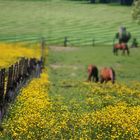 Les prairies du Trianon