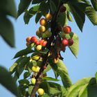 Les premières cerises