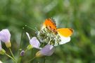 Les premières fleurs ... de Fouarge Juliette 