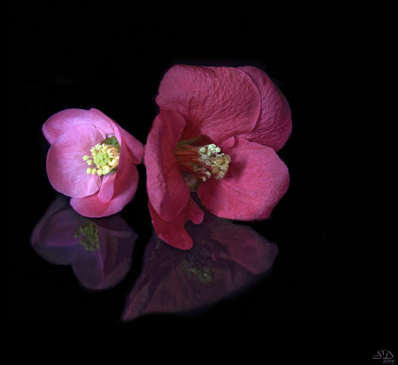 Les premières fleurs ..